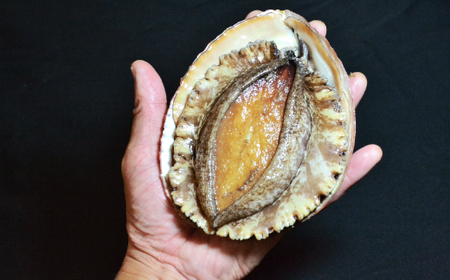 シーフードマイスター厳選　活き生き　大型アワビ　約1kg【H26-8】【配送不可地域：離島・北海道・沖縄県・東北・関東・信越、北陸・東海・九州】【1044329】