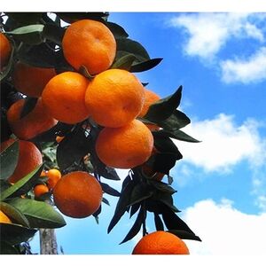 きわみジュースと旬ジュースの3本セット【D19-1】【1059655】