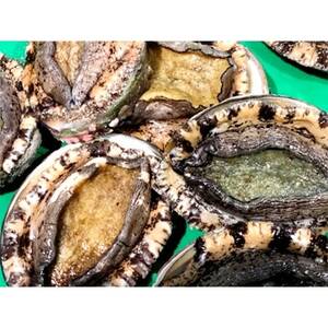 竹中水産の嗜好の大型アワビ(2kg前後)!【H22-230】【配送不可地域：離島・北海道・沖縄県】【1060854】