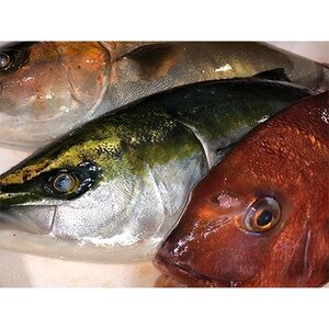 竹中水産の「ハマチ、カンパチ、鯛のいずれかを丸ごと1本お届け!(鯛は2尾)」【H22-231】【配送不可地域：離島・北海道・沖縄県】【1064188】