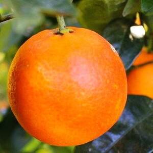 イタリア原産・紅色の果実!「ブラッドオレンジ」3.5kg入【C28-19】【配送不可地域:離島】【1069945】