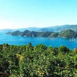 イタリア原産・紅色の果実!「ブラッドオレンジ」3.5kg入【C28-19】【配送不可地域:離島】【1069945】