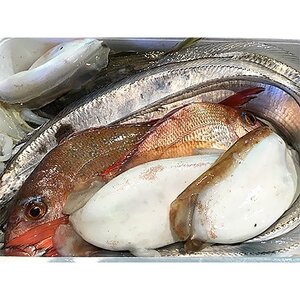 竹中水産の一押し「お任せ鮮魚!」2.5キロ前後【G22-237】【配送不可地域：離島・北海道・沖縄県】【1073398】 8,875円