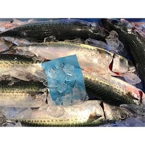 竹中水産の真鯖3キロ!【D22-240】【配送不可地域：離島・北海道・沖縄県・東北・関東・信越、北陸・東海・九州】【1073401】