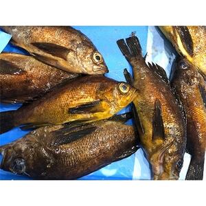 竹中水産の大サイズ「メバル又はホゴ」2キロ!【G22-243】【配送不可地域：離島・北海道・沖縄県・東北・関東・信越、北陸・東海・九州】【1073404】