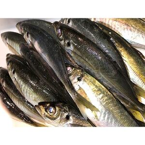 竹中水産のお手軽、網真鯵1.5キロ!【D22-244】【配送不可地域：離島・北海道・沖縄県】【1073405】