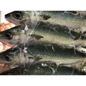 竹中水産の「鯖の天日干し」脂のある大き目を5~6匹ご用意!【C22-265】【配送不可地域:離島】【1078741】