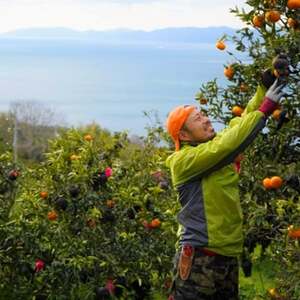 八幡浜産・不知火5kg[数量限定!]【D56-13】【1139909】