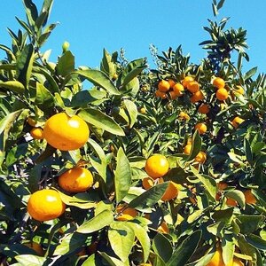 “ひんやり天然スイーツ”えひめの冷凍みかん6袋セット(ハローキティパッケージ)【C28-35】【配送不可地域:離島】【1144774】