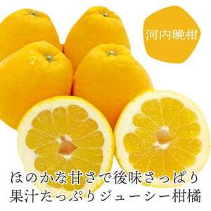 ミヤモトオレンジガーデンの「河内晩柑 5kg」【C25-130】【1151744】