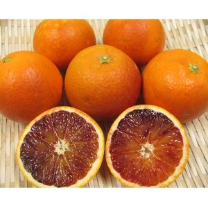 八幡浜産タロッコオレンジ(ブラッドオレンジ)3kg【C26-6】【1214134】