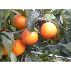 八幡浜産タロッコオレンジ(ブラッドオレンジ)3kg【C26-6】【1214134】