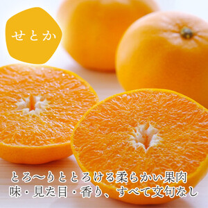 愛媛の高級柑橘 せとか寒天ゼリー30個セット【H25-71】【1232450】