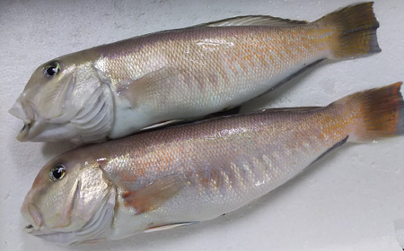 高級魚・白甘鯛ご飯と一夜干し【E26-10】【配送不可地域：離島】【1254267】