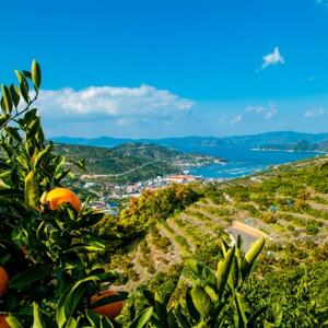 ほろ苦く甘酸っぱいさわやかな味わい 愛媛産 甘夏寒天ゼリー12本セット【D25-17】【1255524】