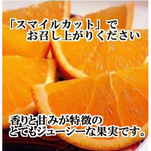 2026年3月出荷開始 完熟・果汁たっぷり!!「きよみ」約5kg 【D39-34】【1262235】