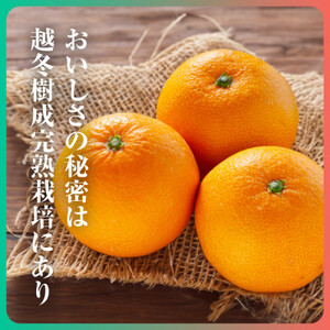 三代目がつくる高品質【きよみ】5kg【D31-9】【1354165】