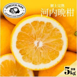 【太陽の恵みをギュッと凝縮】河内晩柑 5kg 愛媛県産【D70-16】【1470706】