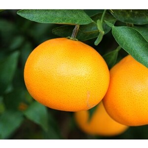 紅まどんな×せとか×旬ブランド(清見タンゴール)ジュース3本つめ合せ【H19-7】【1059660】