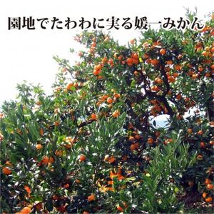 聖ちゃんの「媛一みかん」2Lサイズ 約7.5kg【C39-14】【配送不可地域:離島】【1491362】