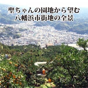 聖ちゃんの「媛一みかん」2Lサイズ 約7.5kg【C39-14】【配送不可地域:離島】【1491362】