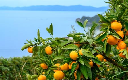 金賞マーマレードセット【C18-7】【1491598】