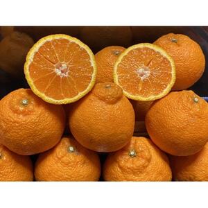 太陽と海の不知火5kg【家庭用】【C73-4】【1491886】