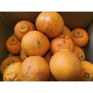 太陽と海の不知火5kg【家庭用】【C73-4】【1491886】