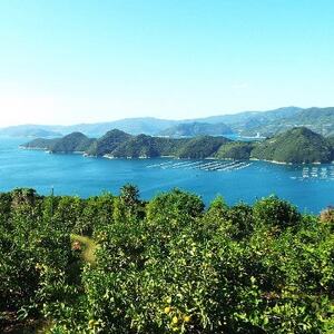 《愛媛・八幡浜柑橘詰合せ》よくばり2箱セット(せとか・はるかの2品種)【C28-37】【1488778】