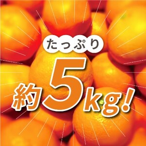 三代目がつくる高品質【頂みかん】5kg【C31-16】【1042516】
