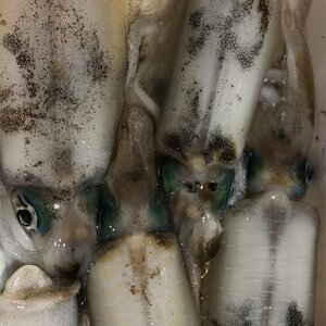 竹中水産のアオリイカ1kg前後!(±100g)【D22-274】【配送不可地域:離島】【1143922】