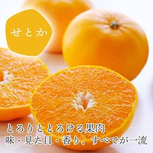 高級柑橘せとか寒天ゼリーセット8本 ミヤモトオレンジガーデン【C25-27】【1502269】