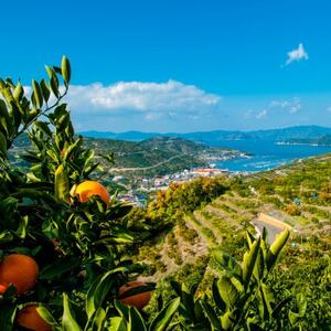 人気品種食べ比べ!みかん寒天ゼリーオールスター12本セット ミヤモトオレンジガーデン【D25-20】【1503231】