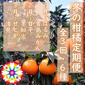 【発送月固定定期便】愛咲果樹園「冬の柑橘定期便」(1月～3月)全3回【F71-20】【4013391】