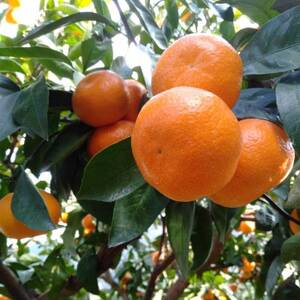 「 愛媛 みかん 」 小玉 約5kg《 愛咲果樹園 》【C71-6】【1331484】