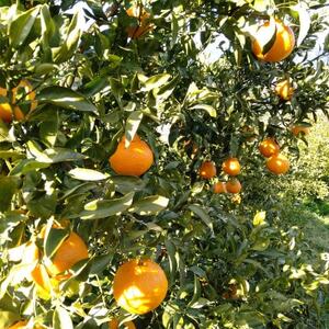 愛咲果樹園 「 不知火 ( デコ )」約4.5kg【C71-12】【1344721】