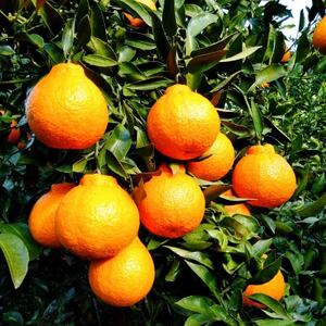 愛咲果樹園 「 不知火 ( デコ )」 訳あり 約8kg【C71-13】【1344724】