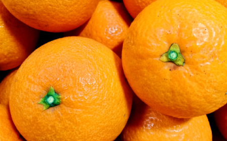 愛咲果樹園 「 清見 」約5kg【C71-14】【1344729】