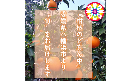 愛咲果樹園 「 清見 」約5kg【C71-14】【1344729】