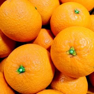 愛咲果樹園 「 清見 」 訳あり 約10kg【C71-15】【1344734】