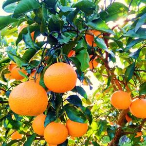 愛咲果樹園 「 清見 」 訳あり 約10kg【C71-15】【1344734】