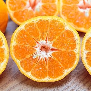 【南国を感じさせる独特の香り】訳あり 愛媛ポンカン 10kg【C20-13】【1094582】