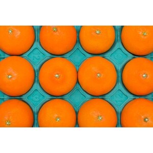 柑橘の鬼たちがつくる八幡浜産・鬼マドンナ(2.7kg～3.0kg)[贈答用]【E56-16】【配送不可地域：離島】【1250206】