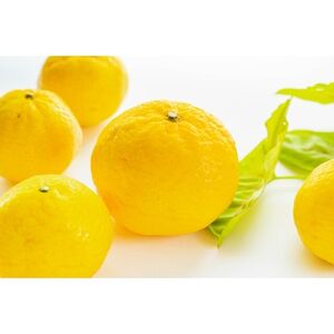 平均糖度13度!愛媛のみで生産の希少品種「媛小春」(5kg)【E56-19】【配送不可地域：離島】【1262003】