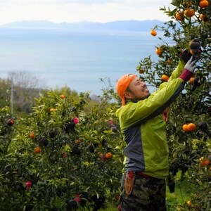 八幡浜産・はるか5.5kg[数量限定!]【C56-10】【1138744】