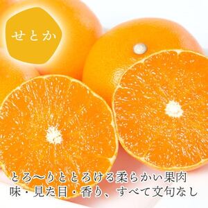 愛媛の人気柑橘2品種をセットに!せとか・甘平 食べ比べ 合計3kg【訳あり】【C25-143】_美味しいみかん 美味しいミカン おいしいみかん おいしいミカン 人気のみかん 人気のミカン 国産みかん 国産ミカン 八幡浜みかん 八幡浜ミカン 甘いみかん 甘いミカン あまいみかん アマイミカン 果物みかん くだものみかん 果物ミカン クダモノミカン 美味しいせとか 美味しいセトカ おいしいせとか おいしいセトカ 人気のせとか 人気のセトカ 国産せとか 国産セトカ 八幡浜せとか 八幡浜セトカ 甘いせとか 甘いセトカ あまいせとか アマイセトカ 果物せとか くだものせとか 果物セトカ クダモノセトカ 美味しい柑橘 おいしい柑橘 人気の柑橘 国産柑橘 八幡浜柑橘 甘い柑橘 あまい柑橘 果物柑橘 くだもの柑橘 美味しい甘平 美味しい甘平 おいしい甘平 おいしい甘平 人気の甘平 人気の甘平 国産甘平 国産甘平 八幡浜甘平 八幡浜甘平 甘い甘平 甘い甘平 あまい甘平 アマイ甘平 果物甘平 くだもの甘平 果物甘平 クダモノ甘平_【1358701】