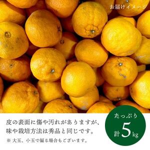 【2025年2月以降発送】デコポンと同品種 濃厚柑橘 不知火5kg【訳あり】【C25-139】【1138007】