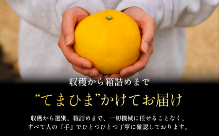 【樹上完熟】文旦 5kg『弾けるシャキッと食感』【D70-31】【1470650】