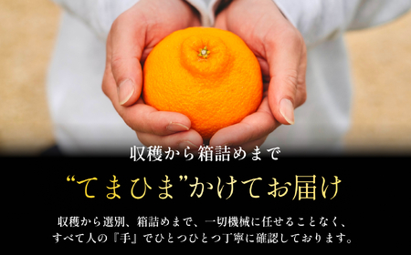 【樹上完熟】不知火(デコ)3kg『甘みと程よい酸味のバランスが絶妙』【C70-29】【1470656】