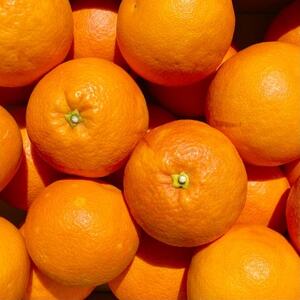 【真っ赤な高級柑橘】新口農園厳選 ブラッドオレンジ 10kg【F70-19】【1470694】
